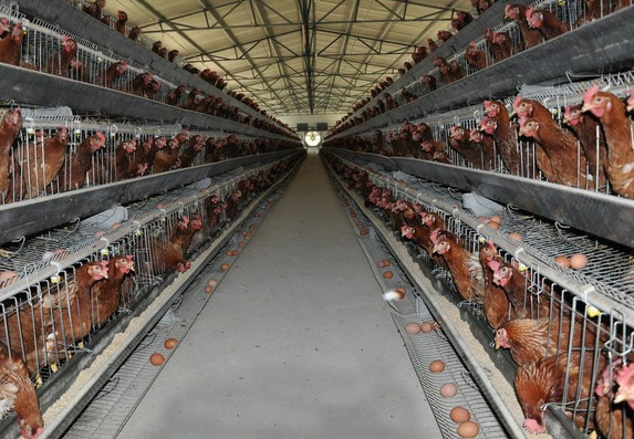 2025年中國(guó)雞苗行業(yè)資訊：市場(chǎng)分化與綠色轉(zhuǎn)型并行